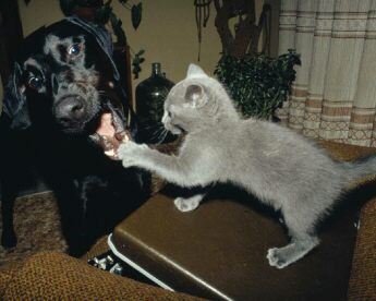 Giochi